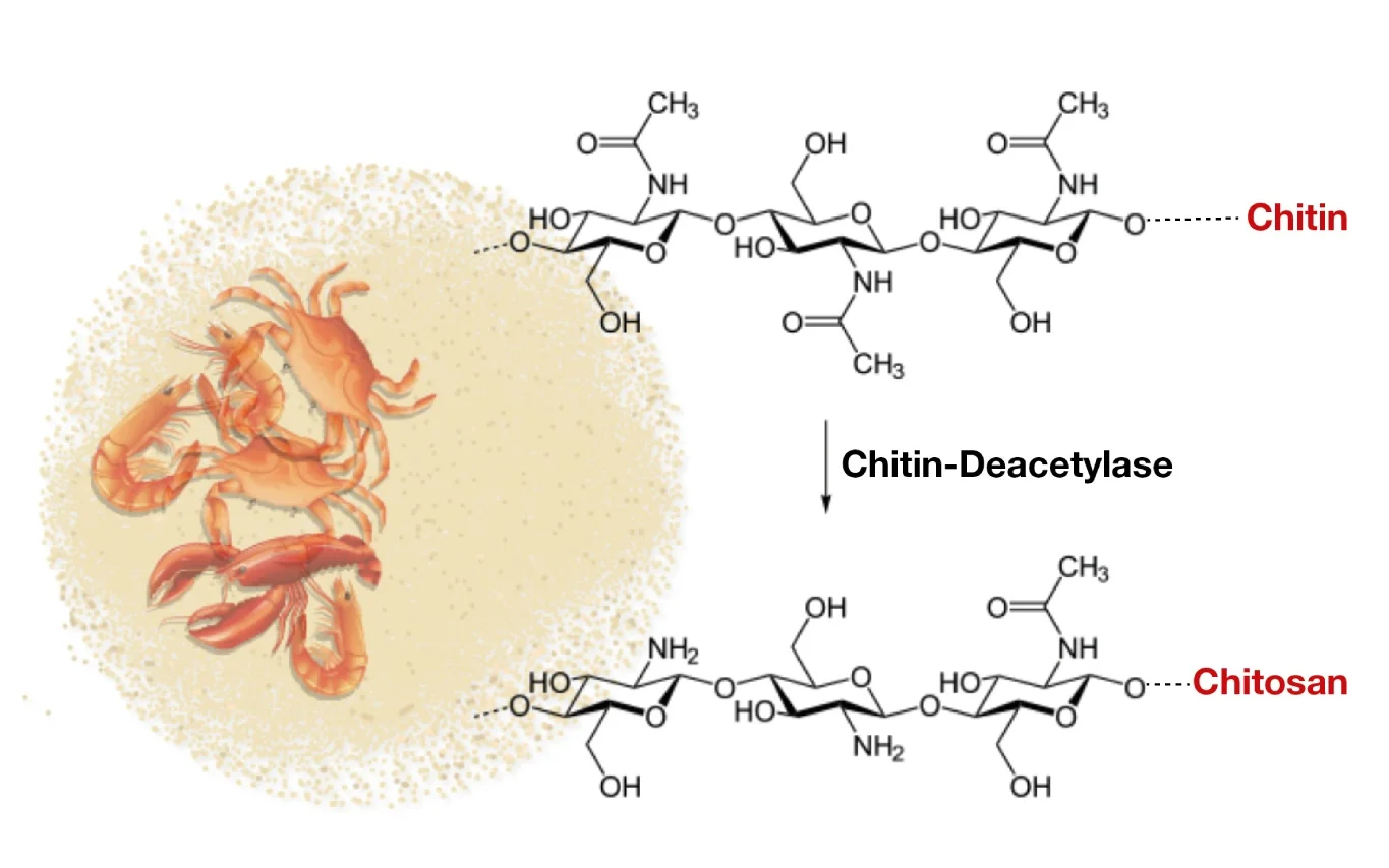 Chitosan | Chitosan Haemostatic Dressing | Chitosan Gauze