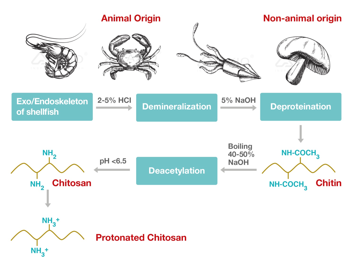 An Overview, Properties and Biomedical Applications of Chitosan