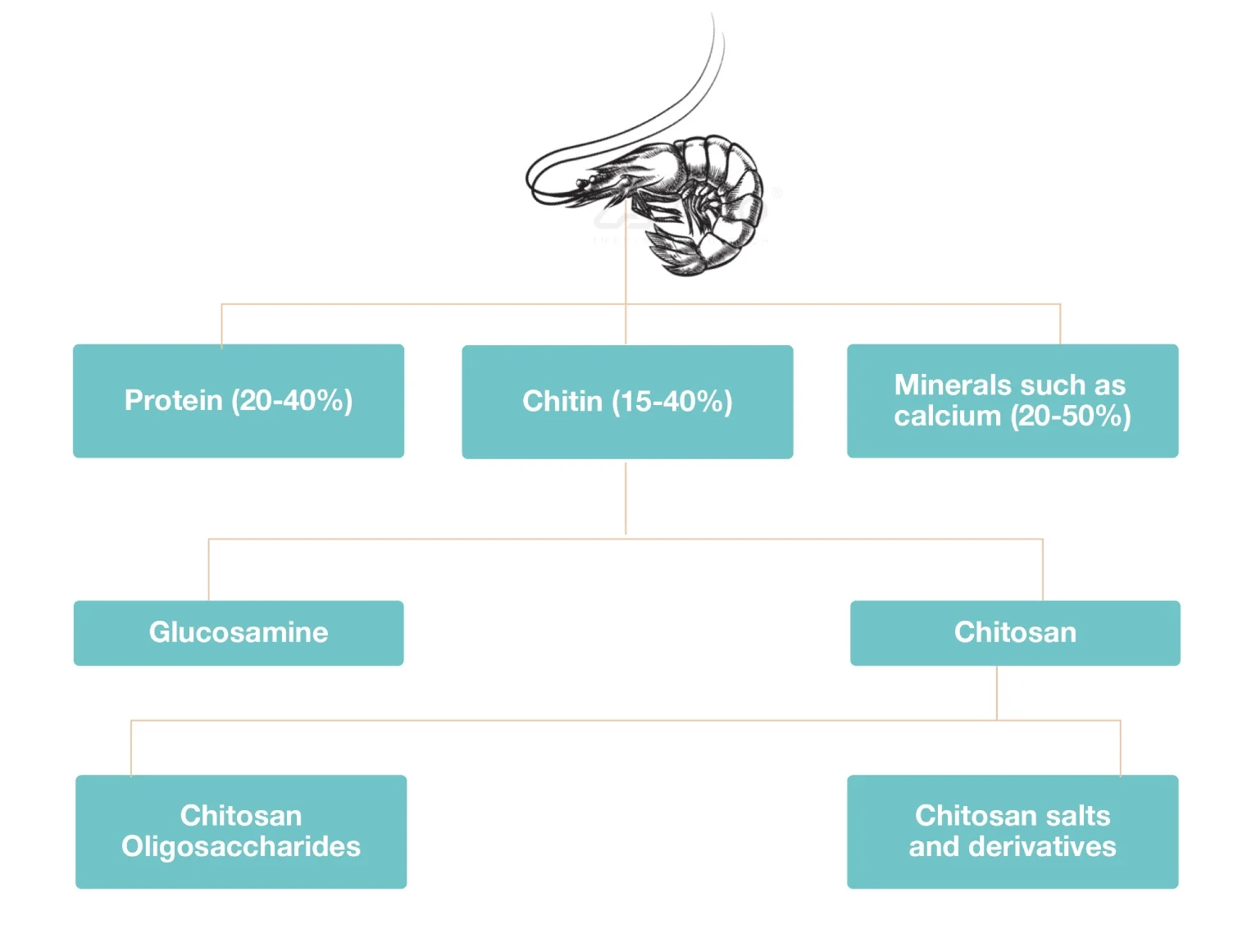 Chitosan | Chitosan Haemostatic Dressing | Chitosan Gauze